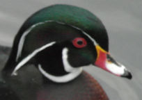 A Wood Duck